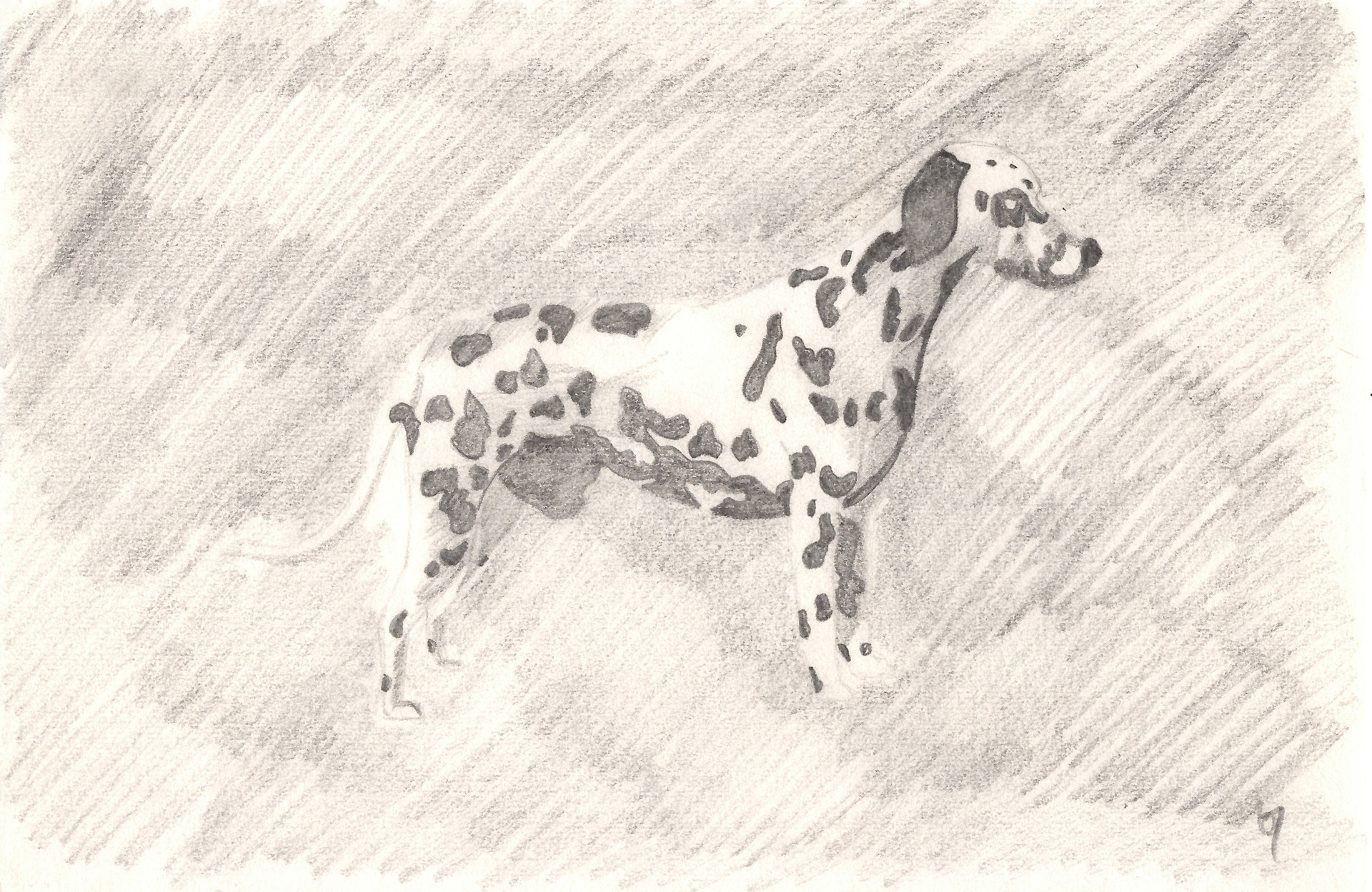 Albino dalmatian cheap