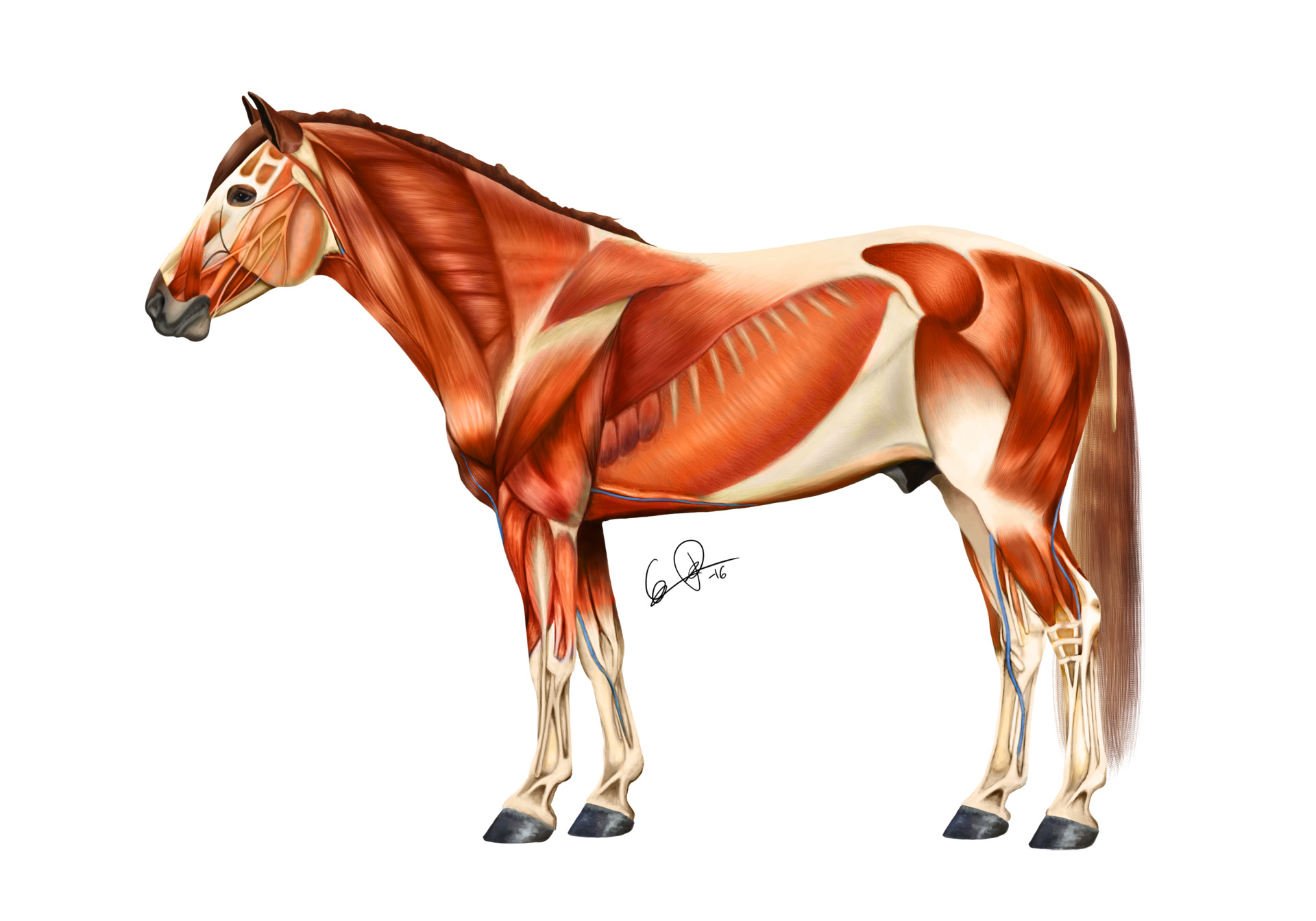 Artstation Horse Muscle Anatomy