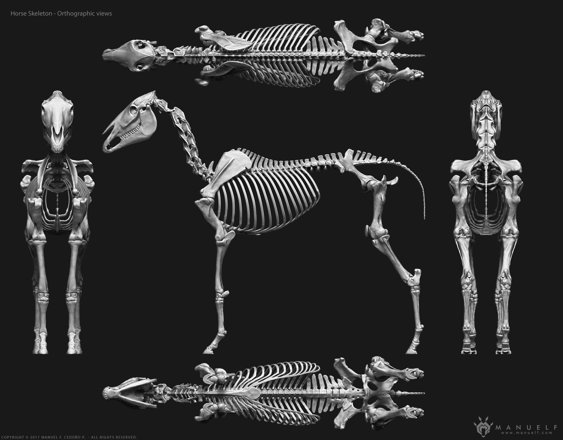 Manuel F. Cedeño 3D Horse Skeleton