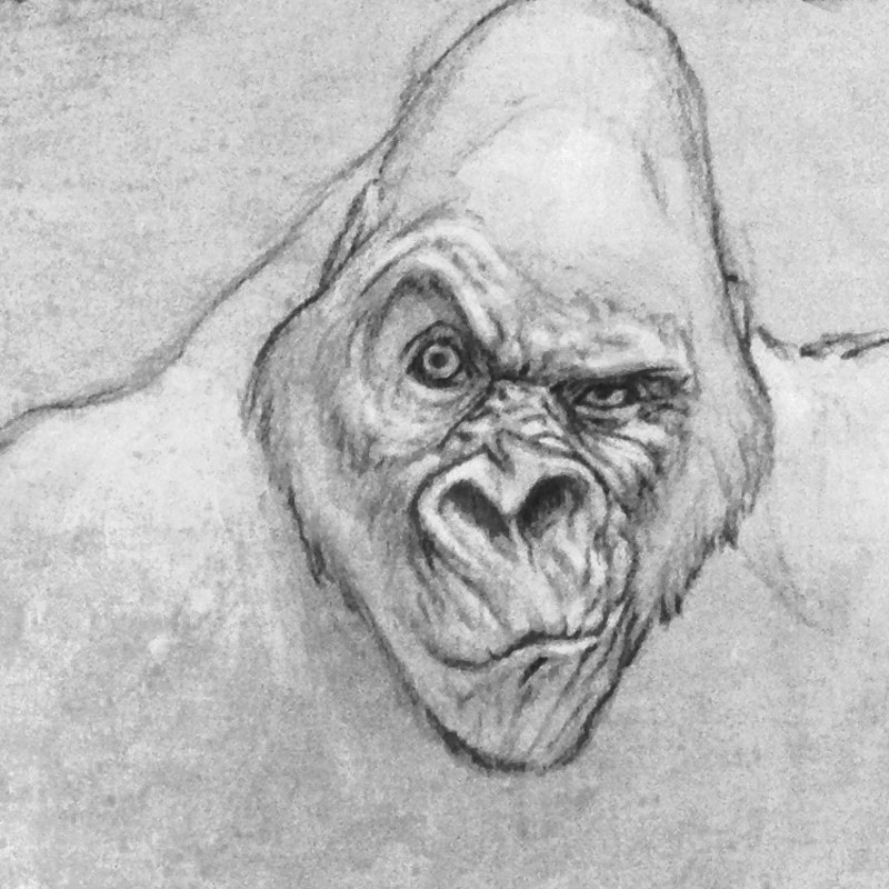 Gorilla Sketches