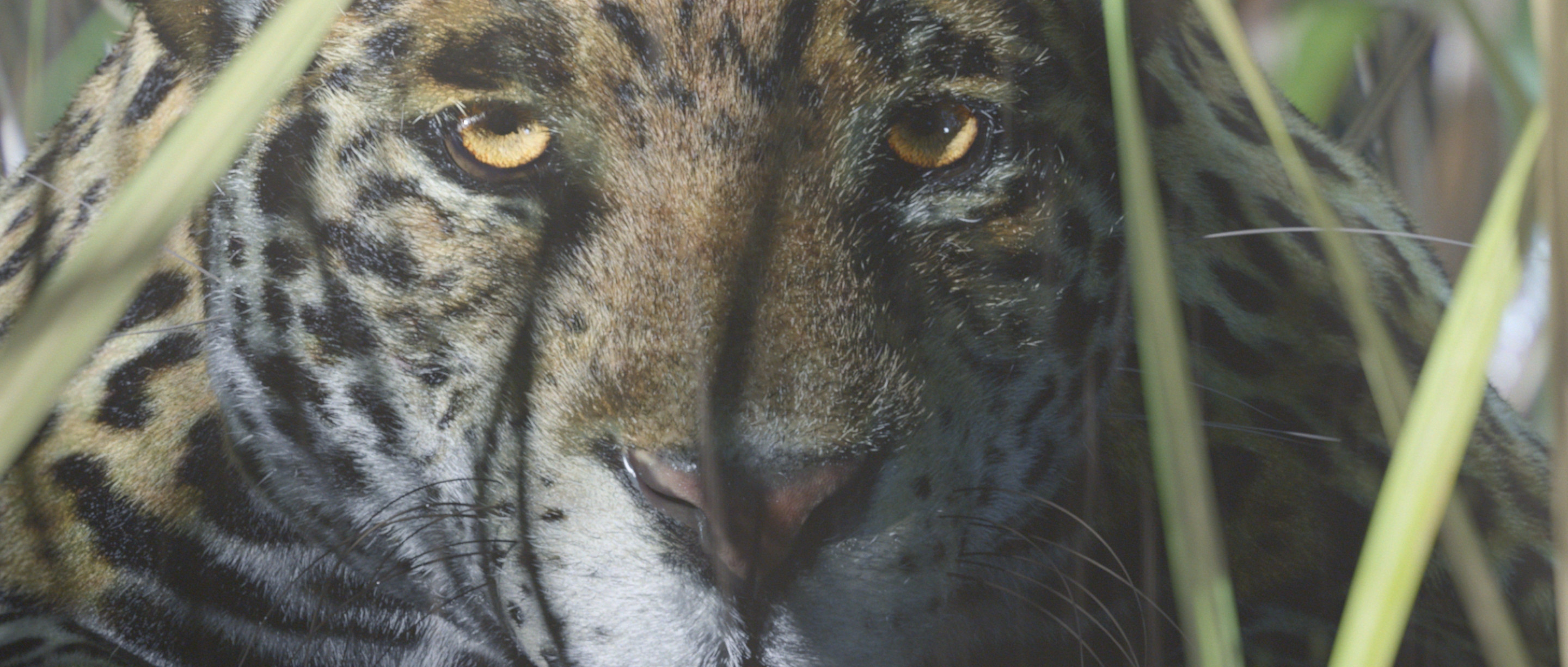 A still from a shot featuring the CG Jaguar