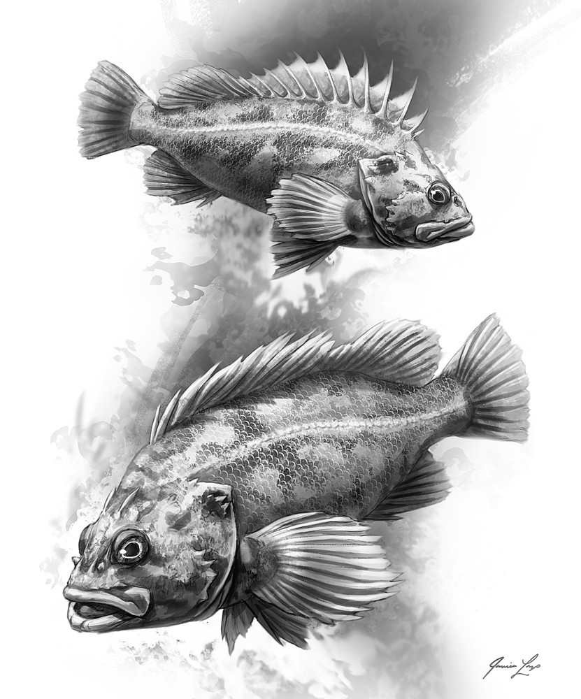 Rockifish