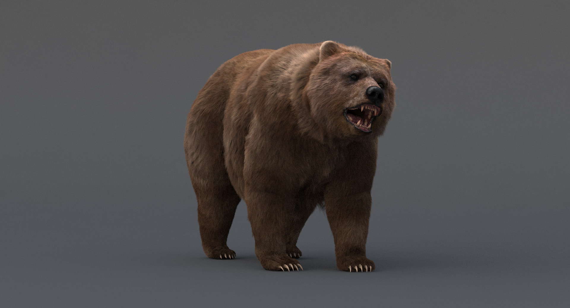 Bear model