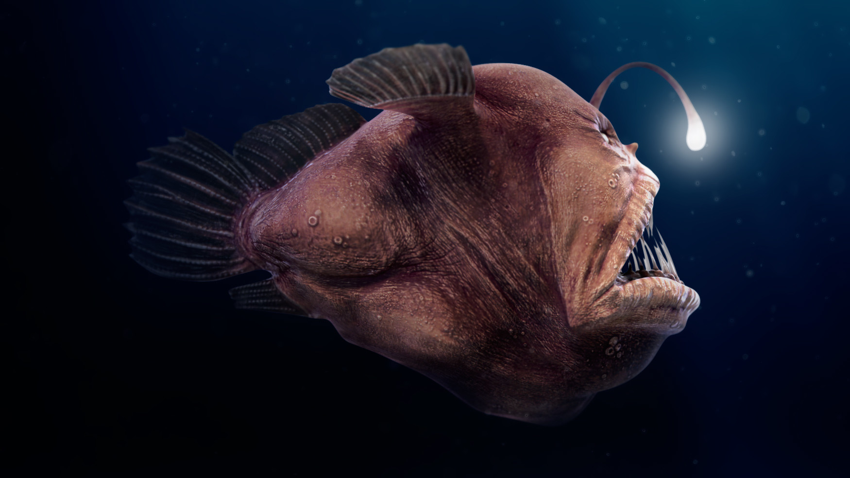 Angler fish