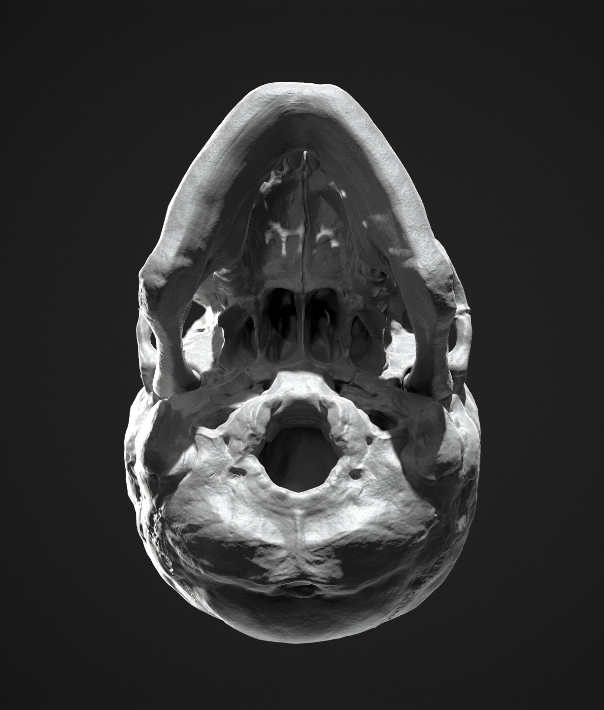 Bottom - there are some crazy shapes going on in skulls.