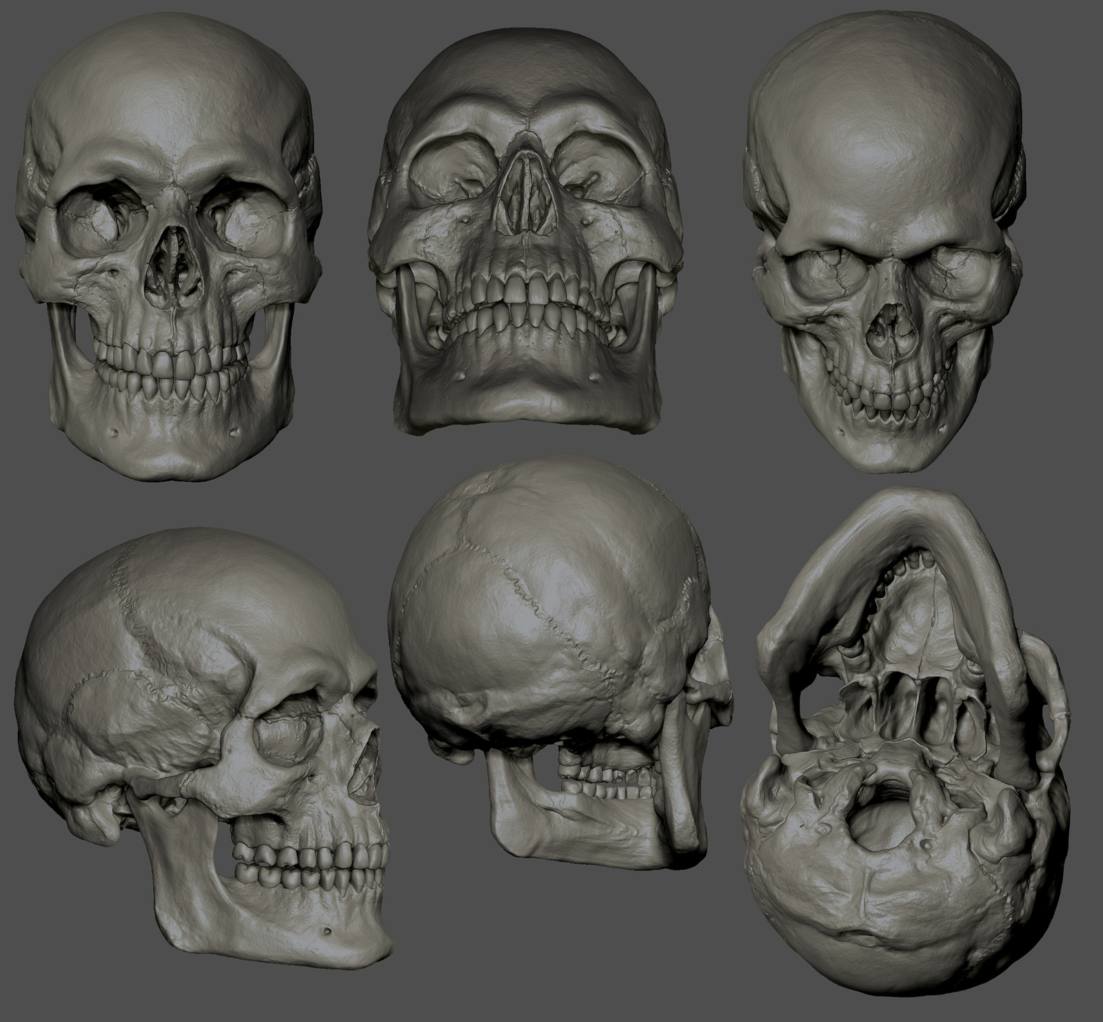 Human Skull Study.
