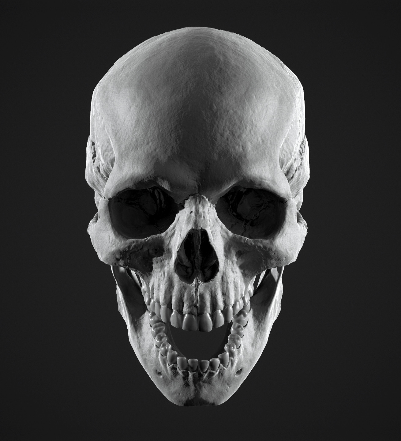 Jonathan Rush - Human Skull Study