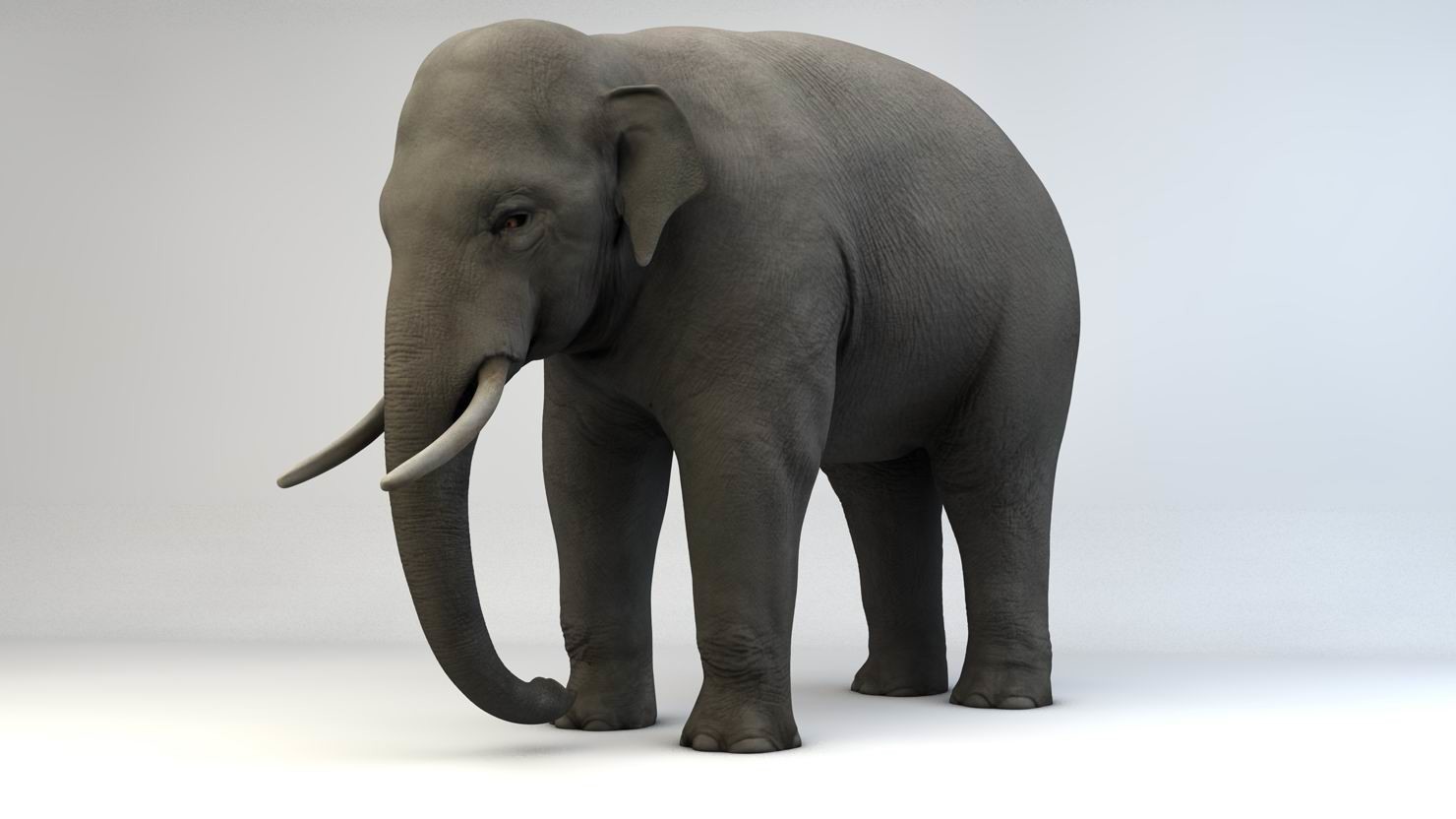 Elephant present. Модель слона. Слон 3д модель. Слоны моделька. Слон 3d модель.