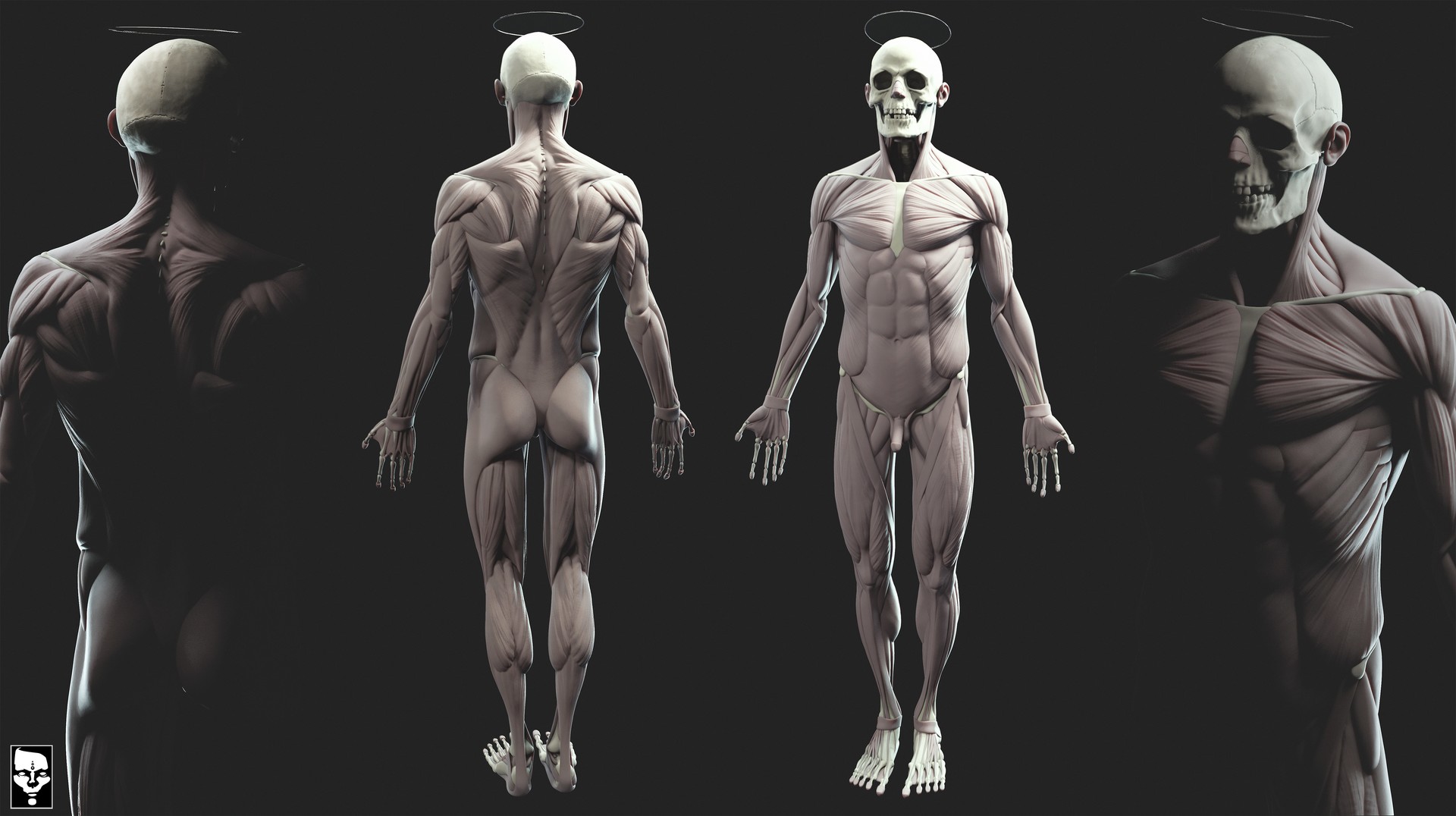Final Year Project - Anatomy Study