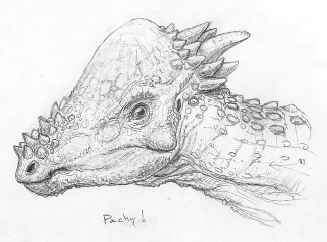 Alternate Head study