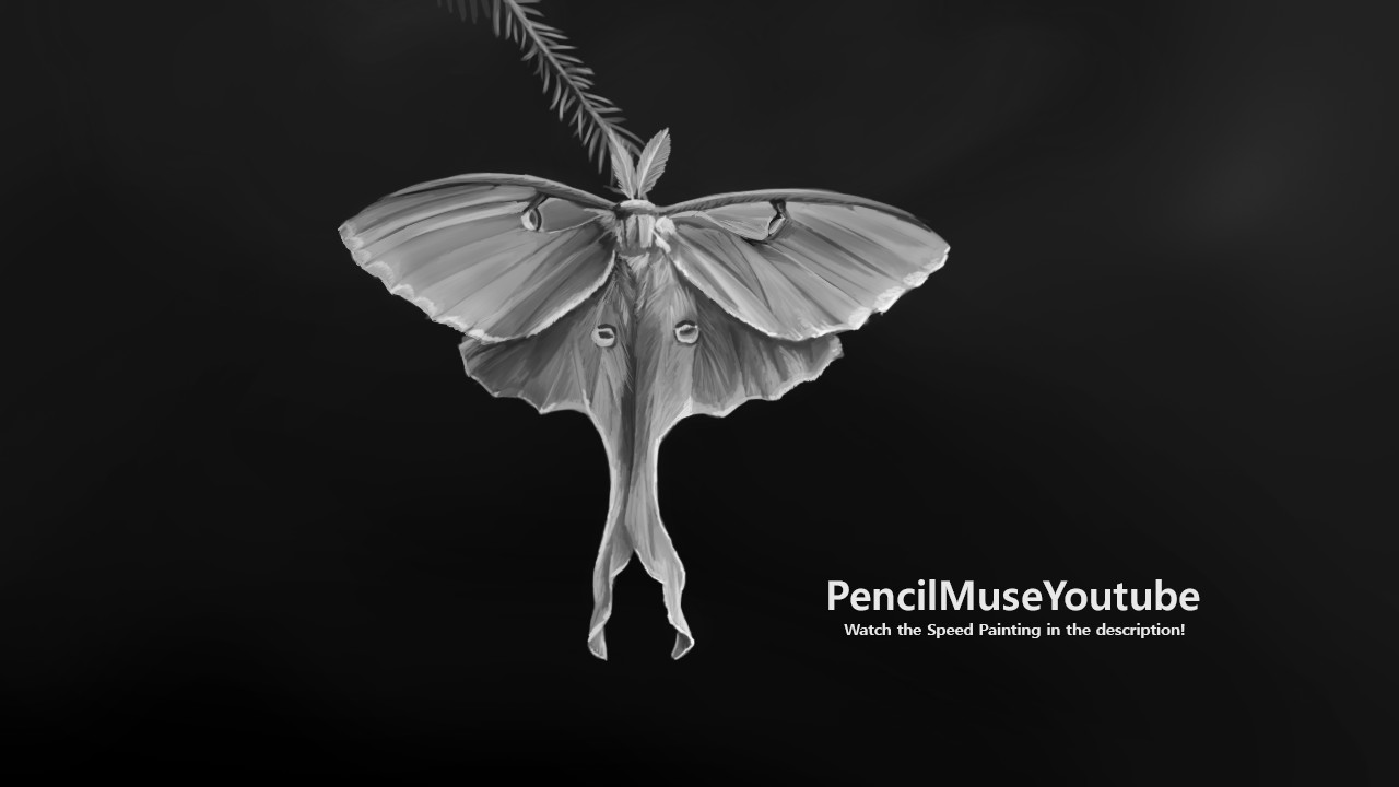 Artstation Practice Speed Painting Luna Moth Bodo Muller