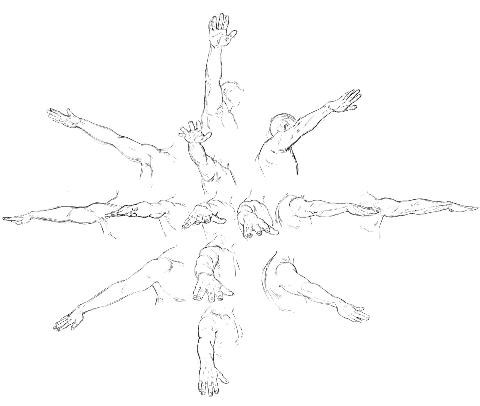 ArtStation - Anatomy study