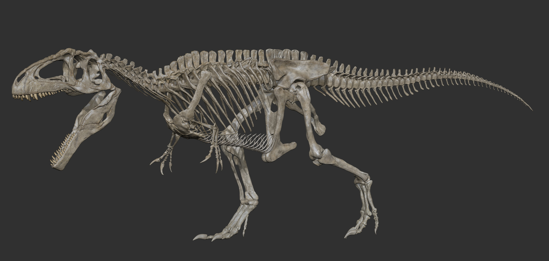 Giganotosaurus Skeleton Diagram