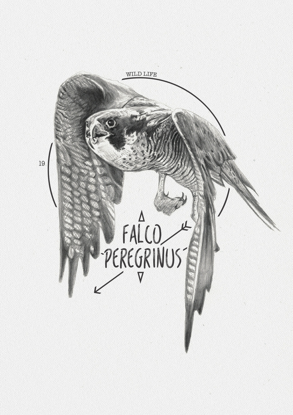 FALCO PEREGRUNUS