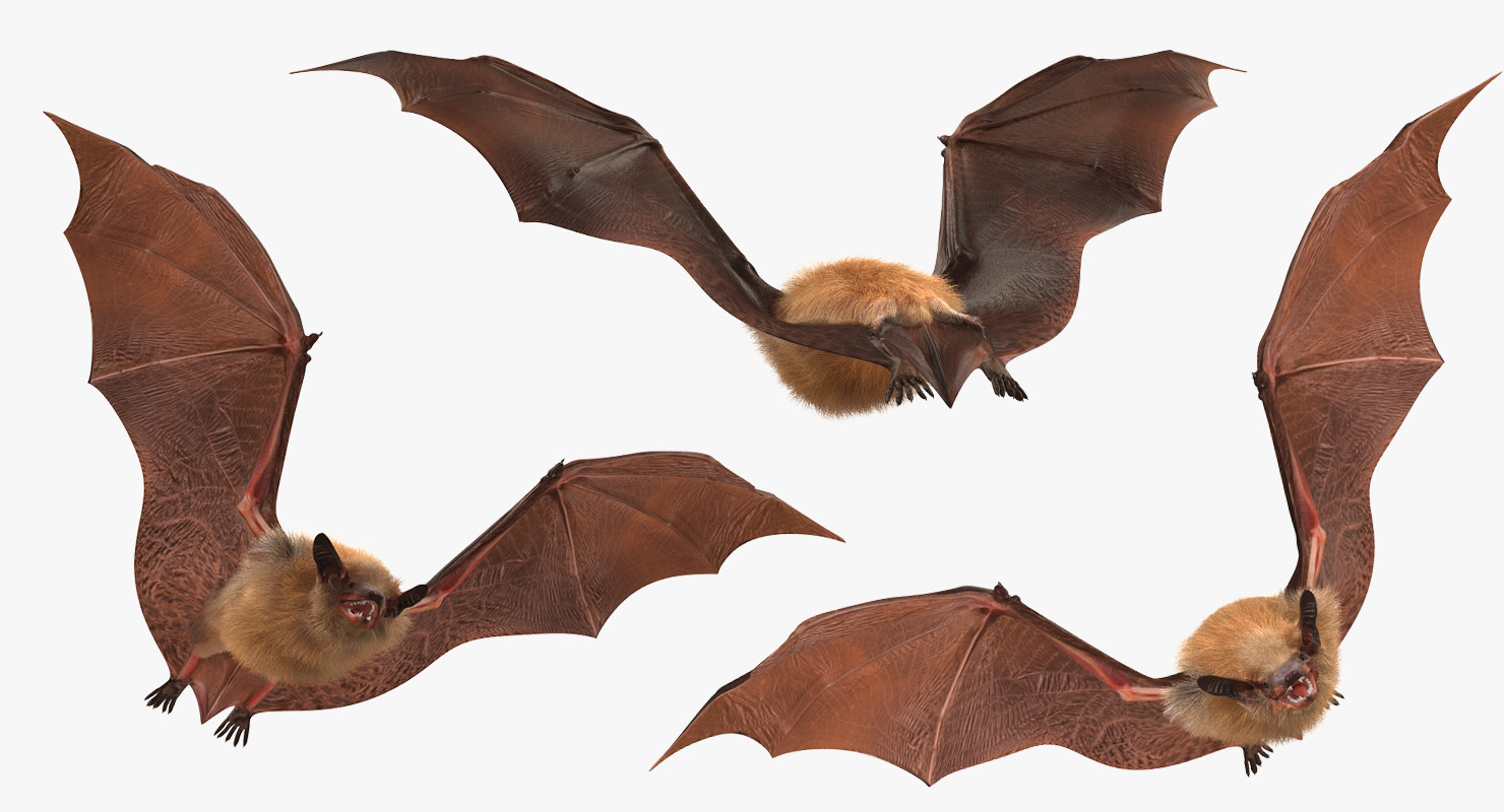 Artstation Bat With Fur Rigged 3d Model Andrey Simonenko