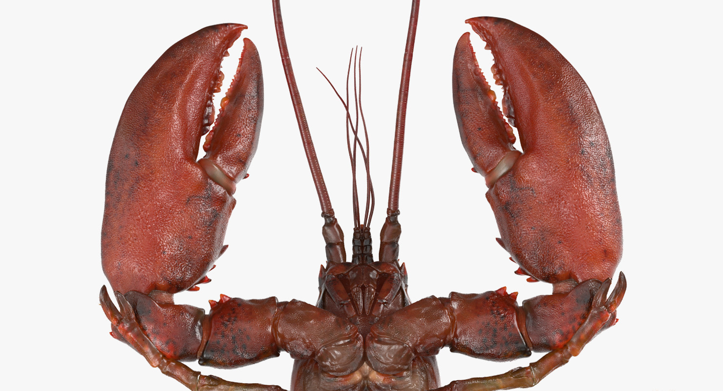 Andrey Simonenko - 3D Lobster with Fur