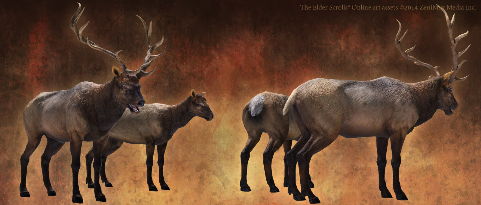 Elk bull and cow