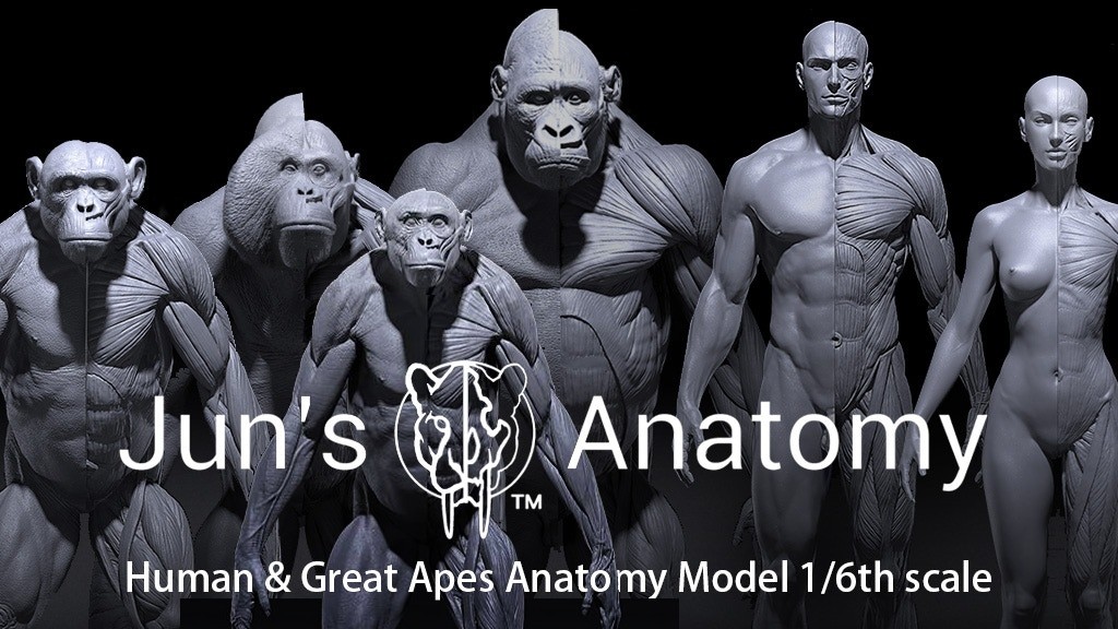 Artstation Human Great Apes Anatomy Models