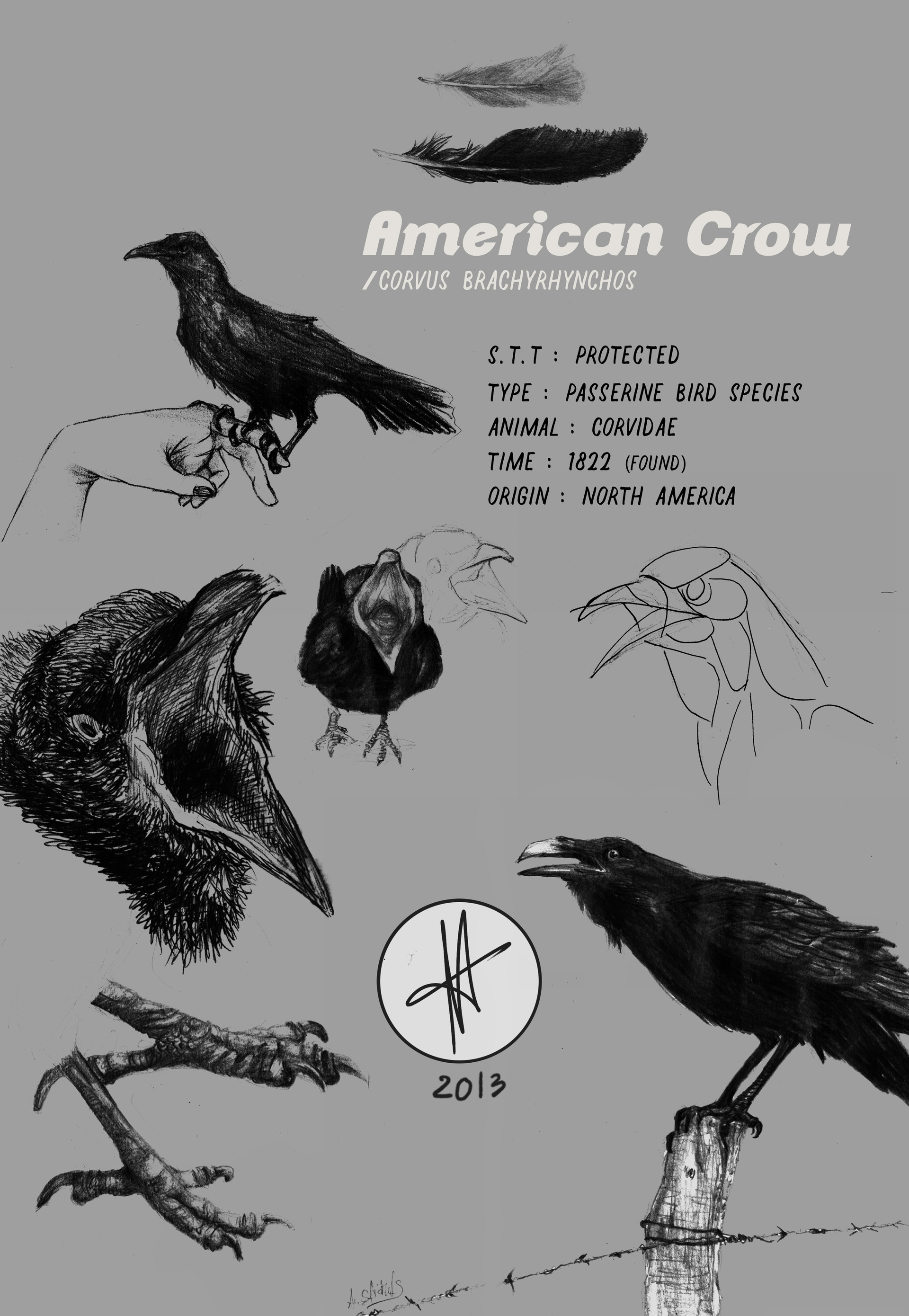 Raven Scientific Illustration