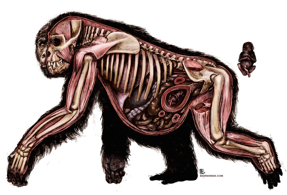 Обезьяна морфологический. Строение гориллы скелет. Анатомия гориллы скелет. Анатомия шимпанзе мышцы. Мартышка анатомия.