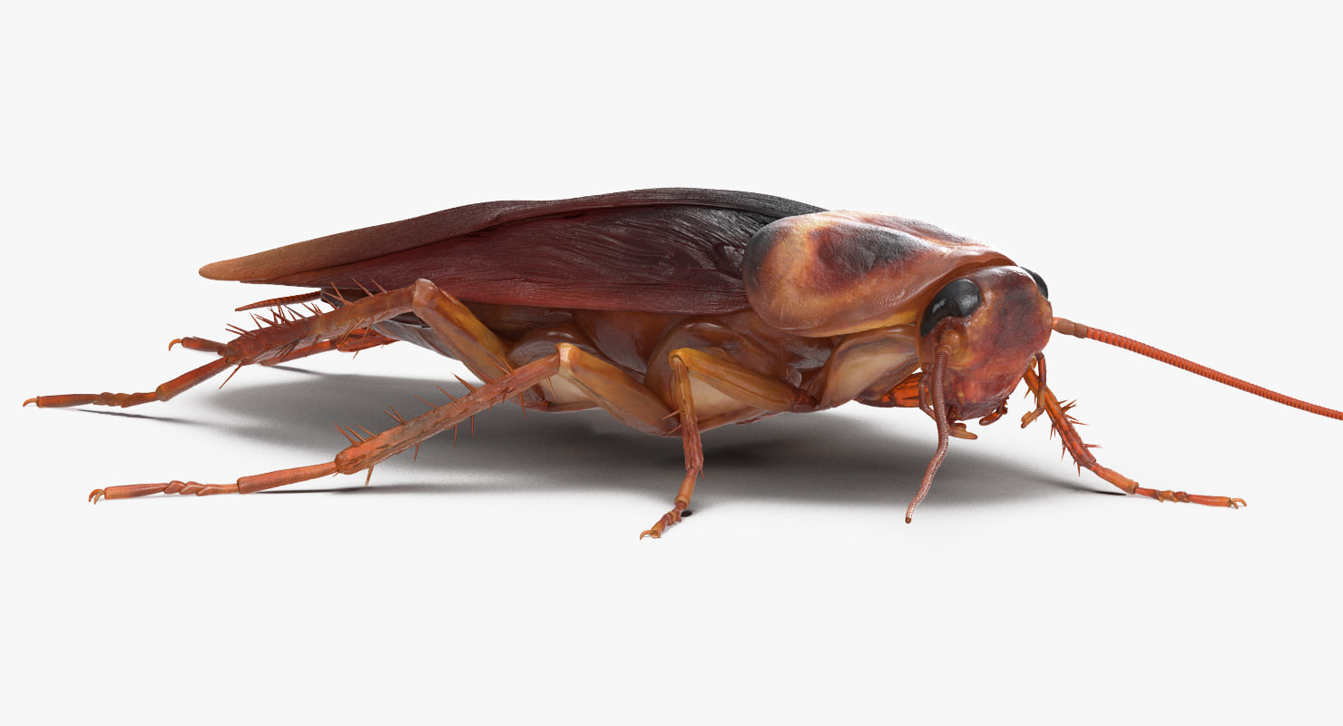 Artstation Cockroach Rigged 3d Model Andrey Simonenko