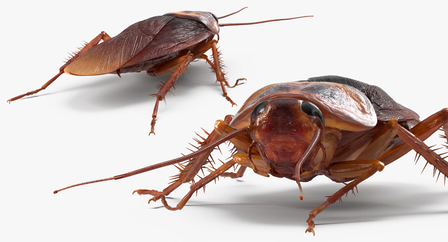 Artstation Cockroach Rigged 3d Model Andrey Simonenko