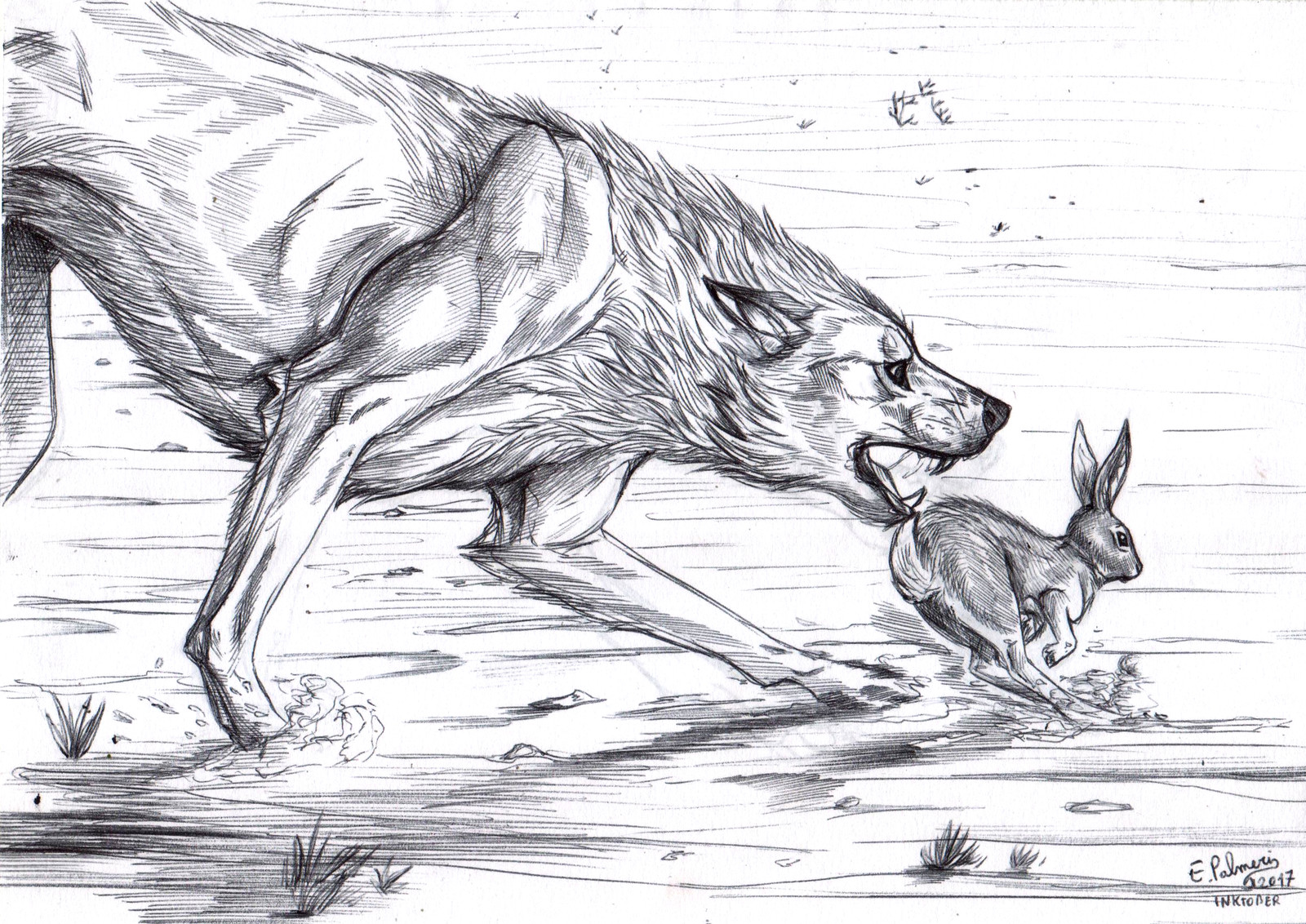Another kind of swift... a wolf (well, a werewolf OC in lupus form, it may look like a wolf...) trying to catch a hare.