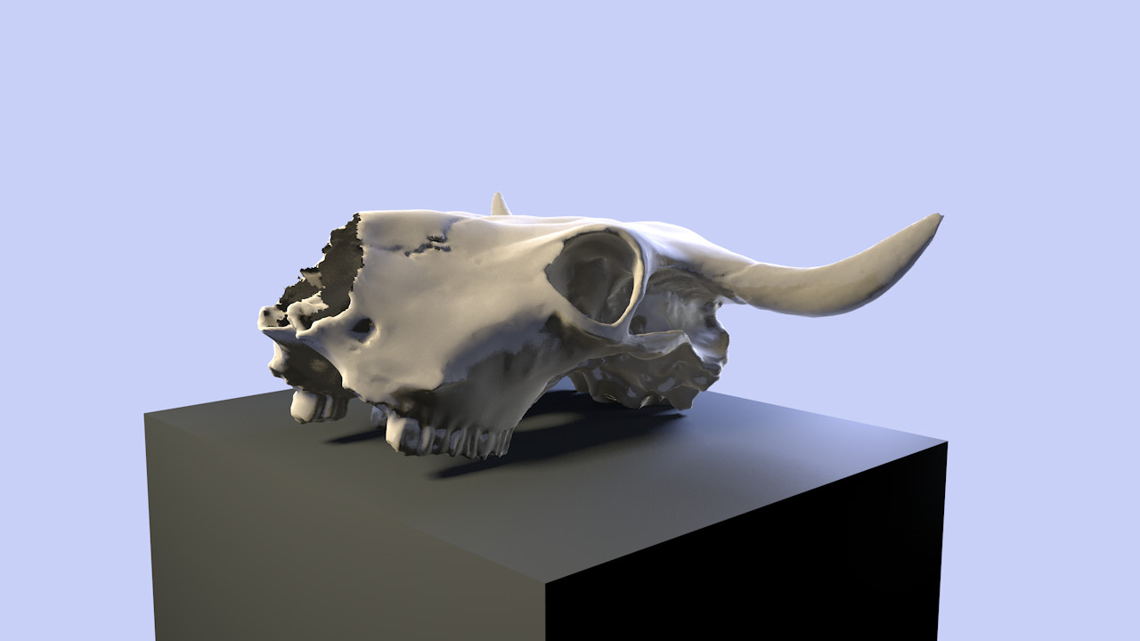 Skulls