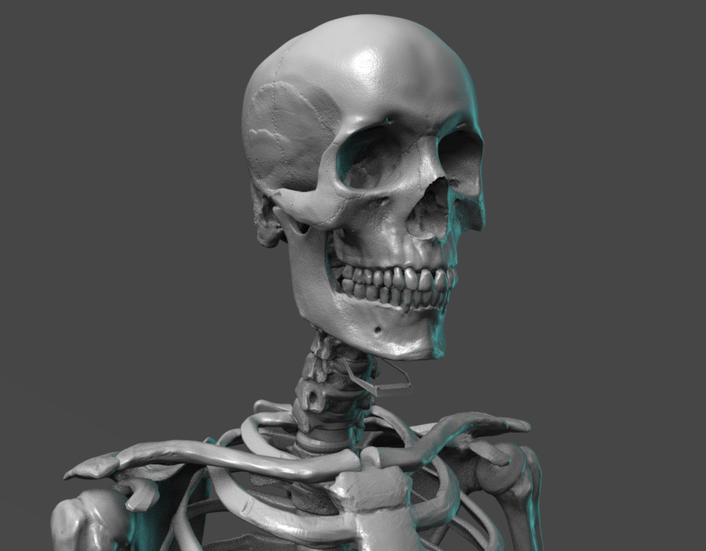 Human skeletal reference. Sculpted from an actual human skeleton while studying in cadaver Lab at the University of Utah medical school.