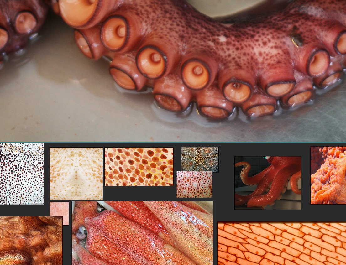 mood board octopus texture