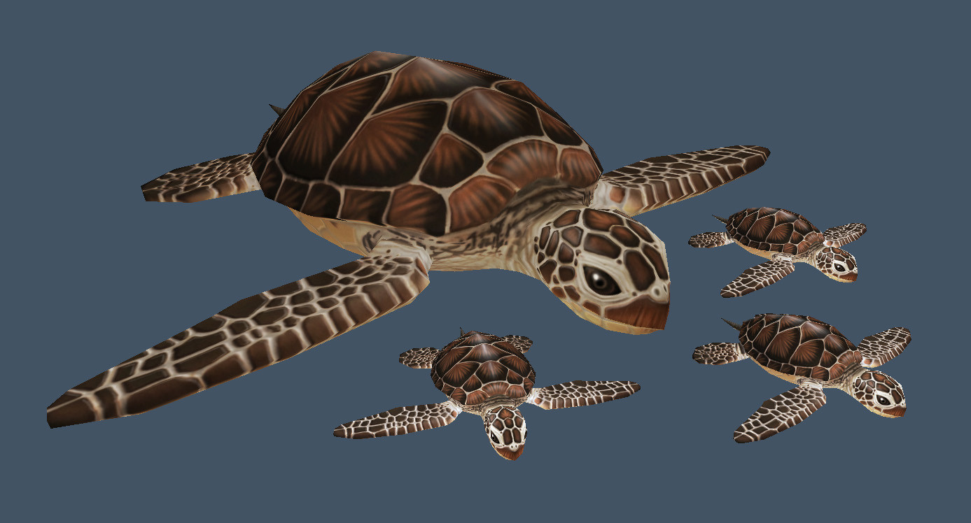 Turtle and babies