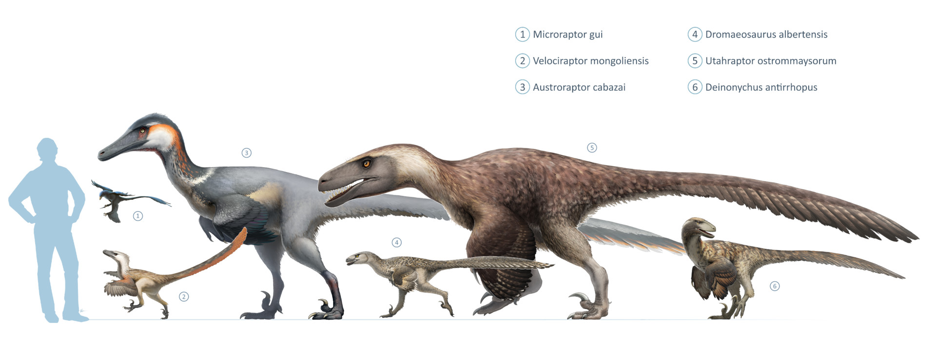 ArtStation - Raptor Squad Size Chart: Wikipedia, Frederic Wierum