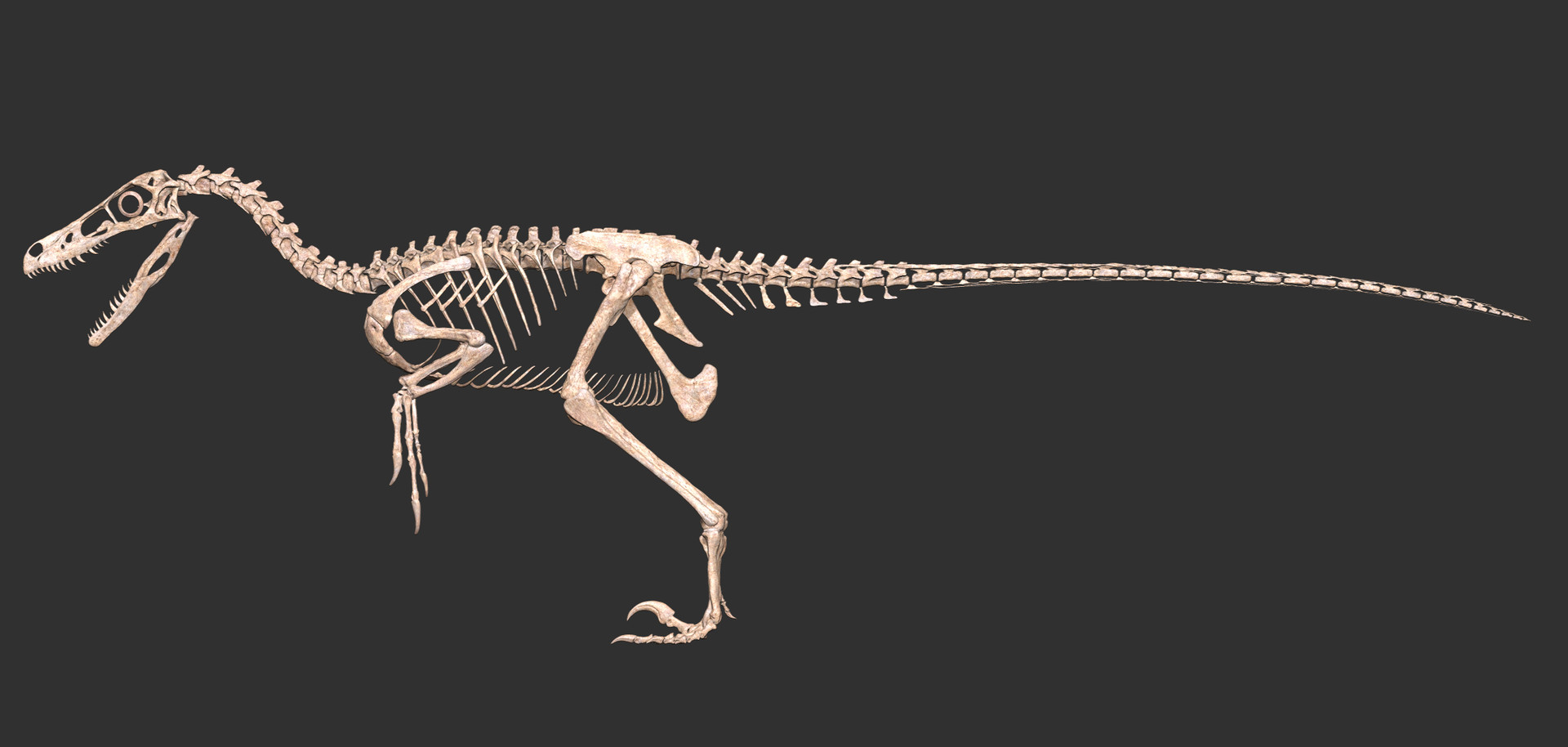Скелет хвоста. Велоцераптор скелет. Скелет Велоцираптора парк Юрского периода. Ютараптор скелет. Скелет динозавра Велоцираптора.