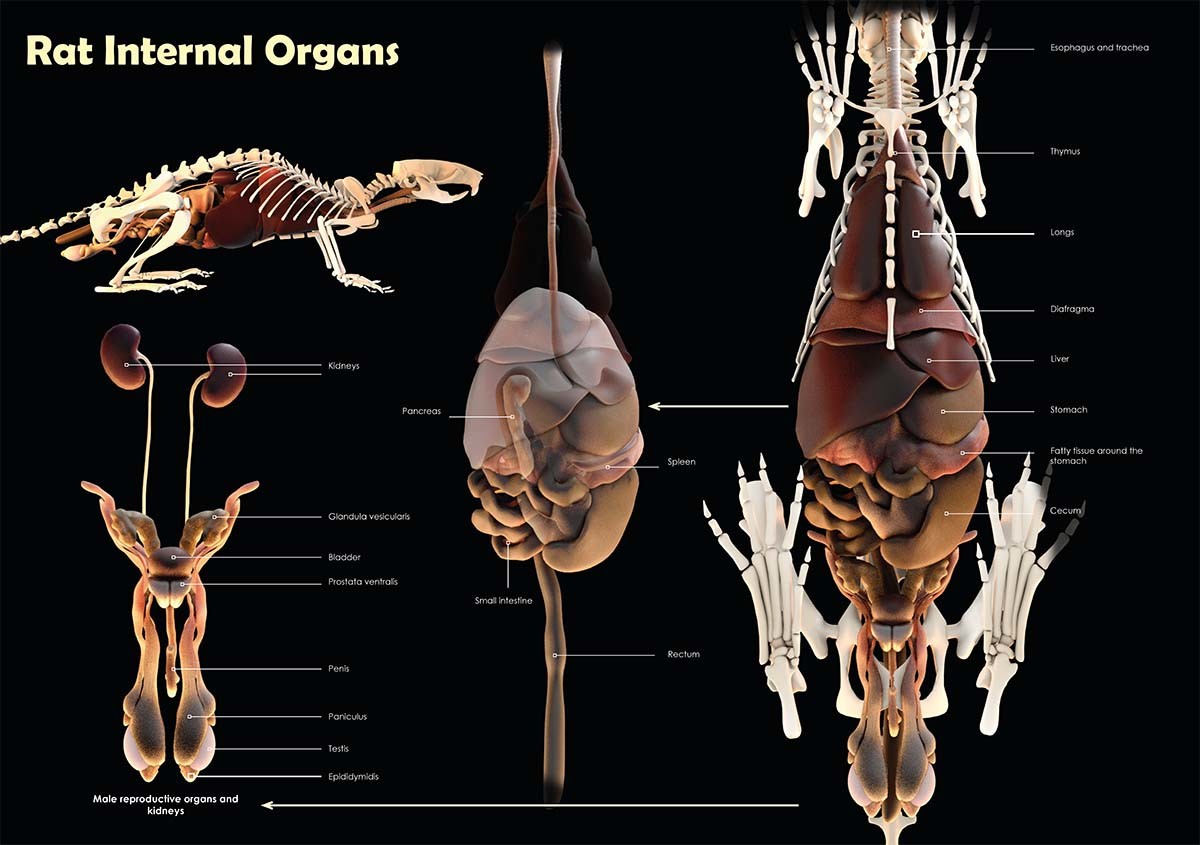 Серая крыса строение. Анатомия крысы внутреннее строение. Топография внутренних органов крысы. Строение тела крысы мальчика. Строение внутренних органов крысы.