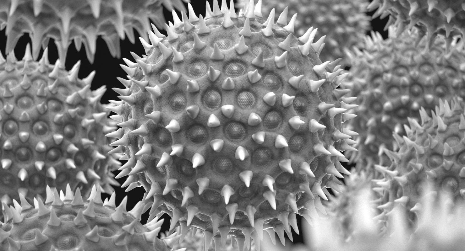 Pollen Particles in B/W (SEM / TEM)