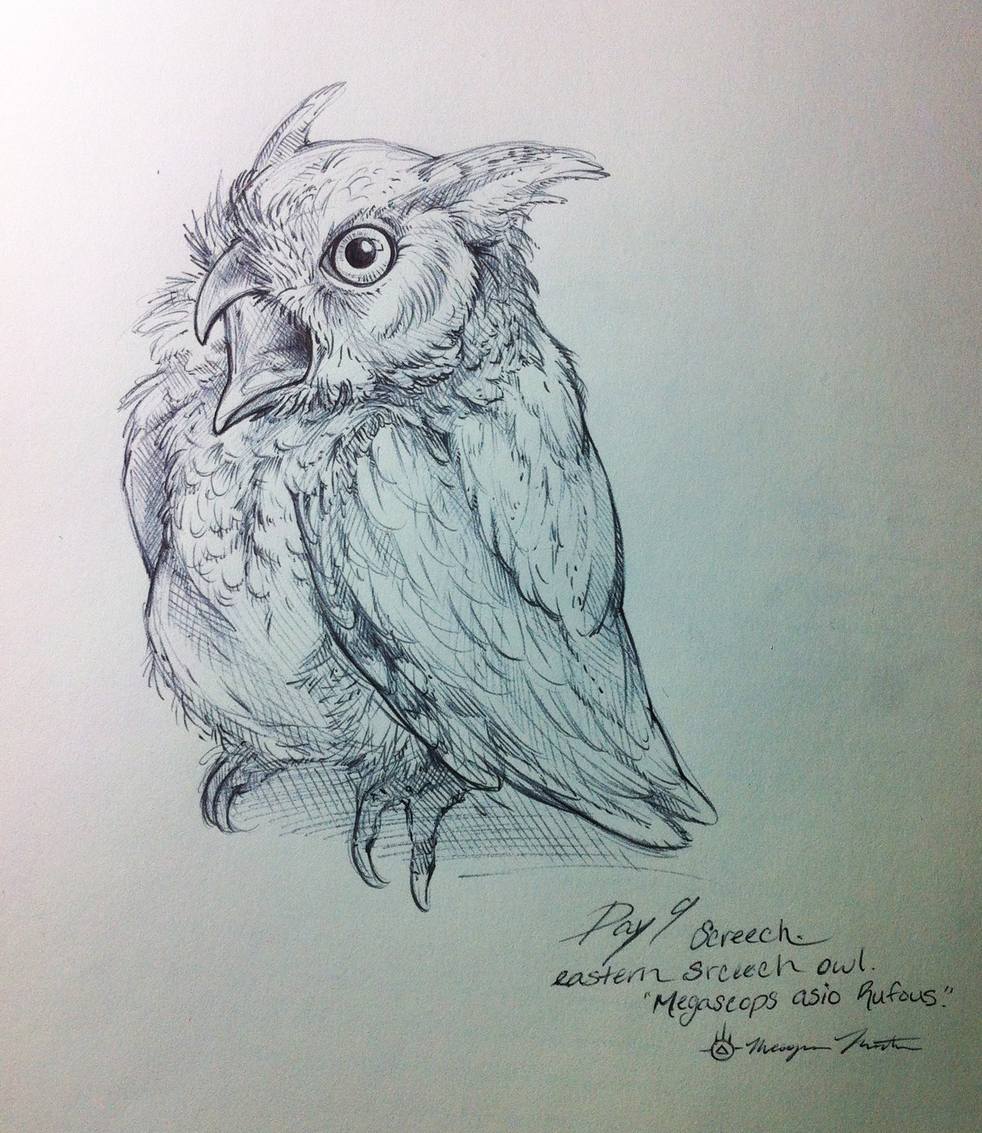 Day 9- Eastern Screech Owl