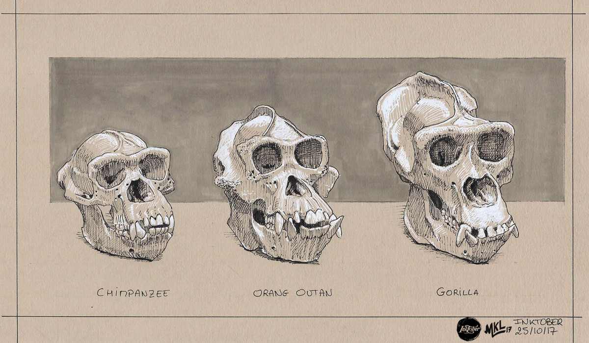 Inktober Day 25 : 3 cousins skulls study