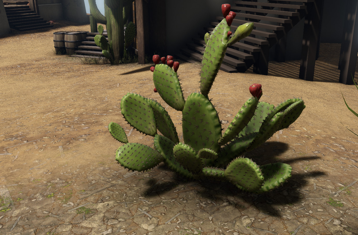 Prickly Pear cactus