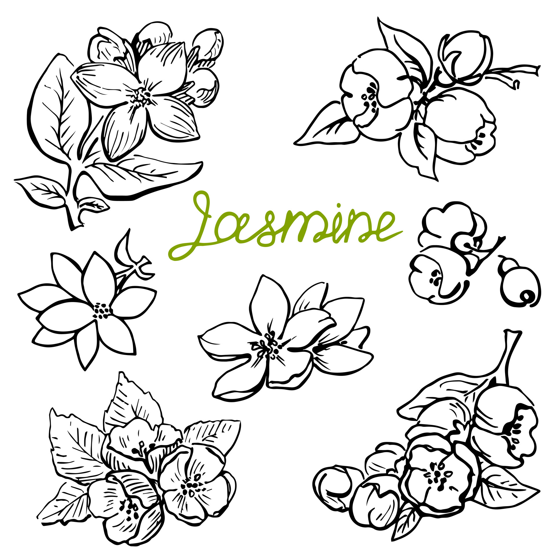 Buy Jasmine Flower, Sketch, Botanical Print, Digital File, JPEG, Hygge Art  Print, A1, Large Line Drawing, Black White, Scandinavian Wall Decor, Online  in India - Etsy