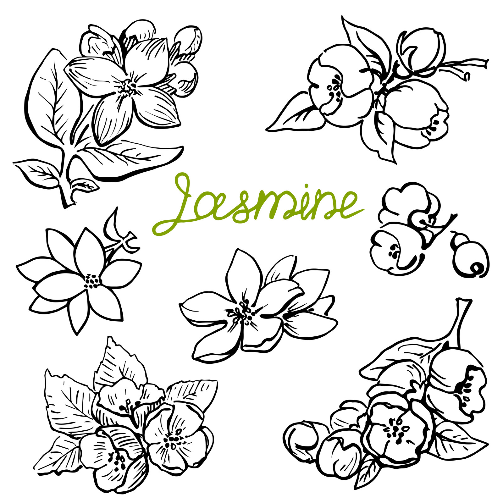 Jasmine flowers,hand drawn sketch.