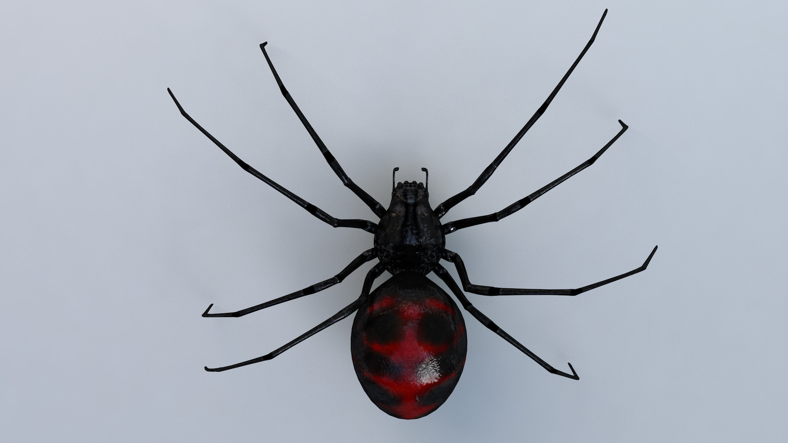 spider black widow.