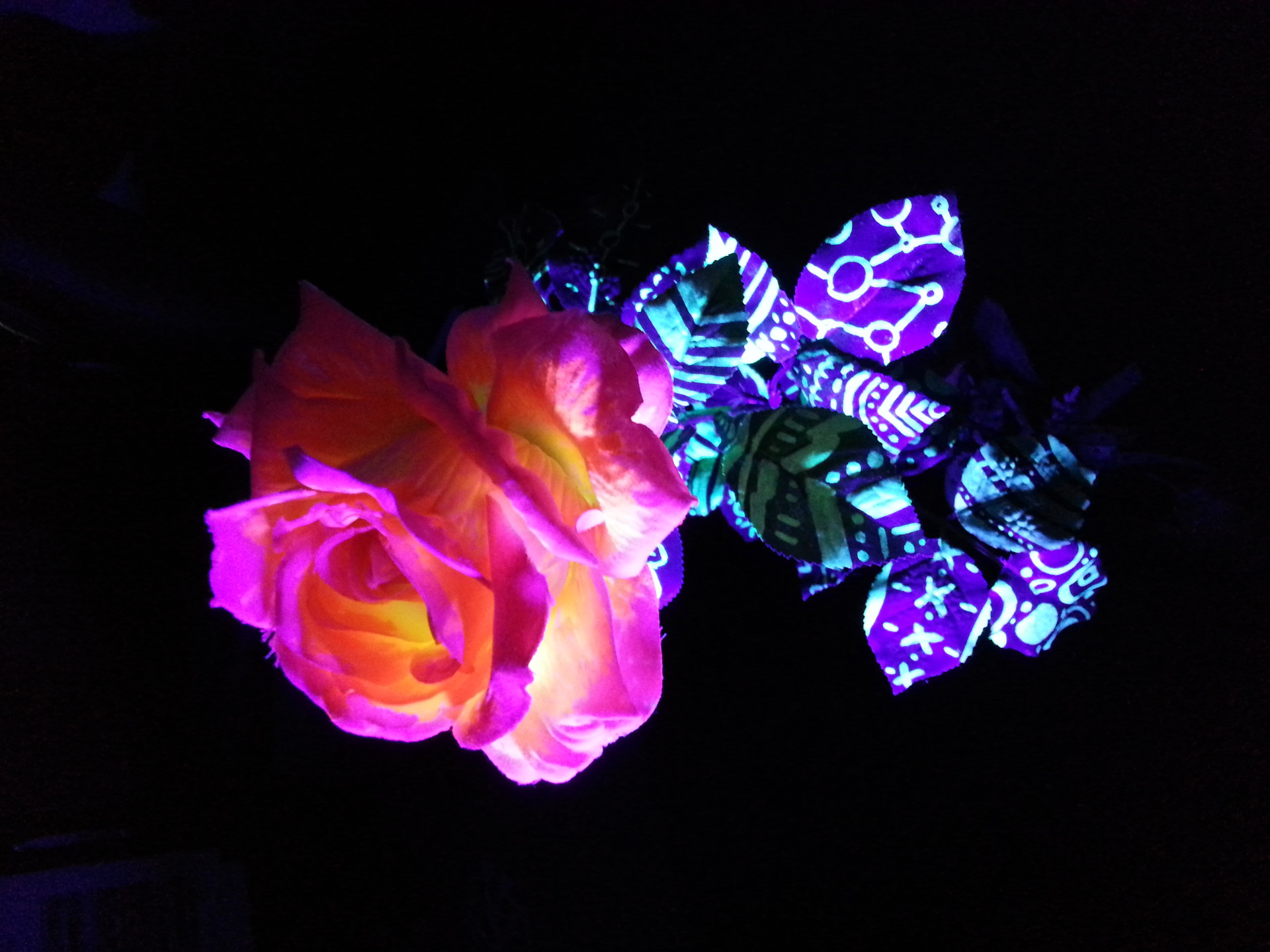 Black light hot sale rose