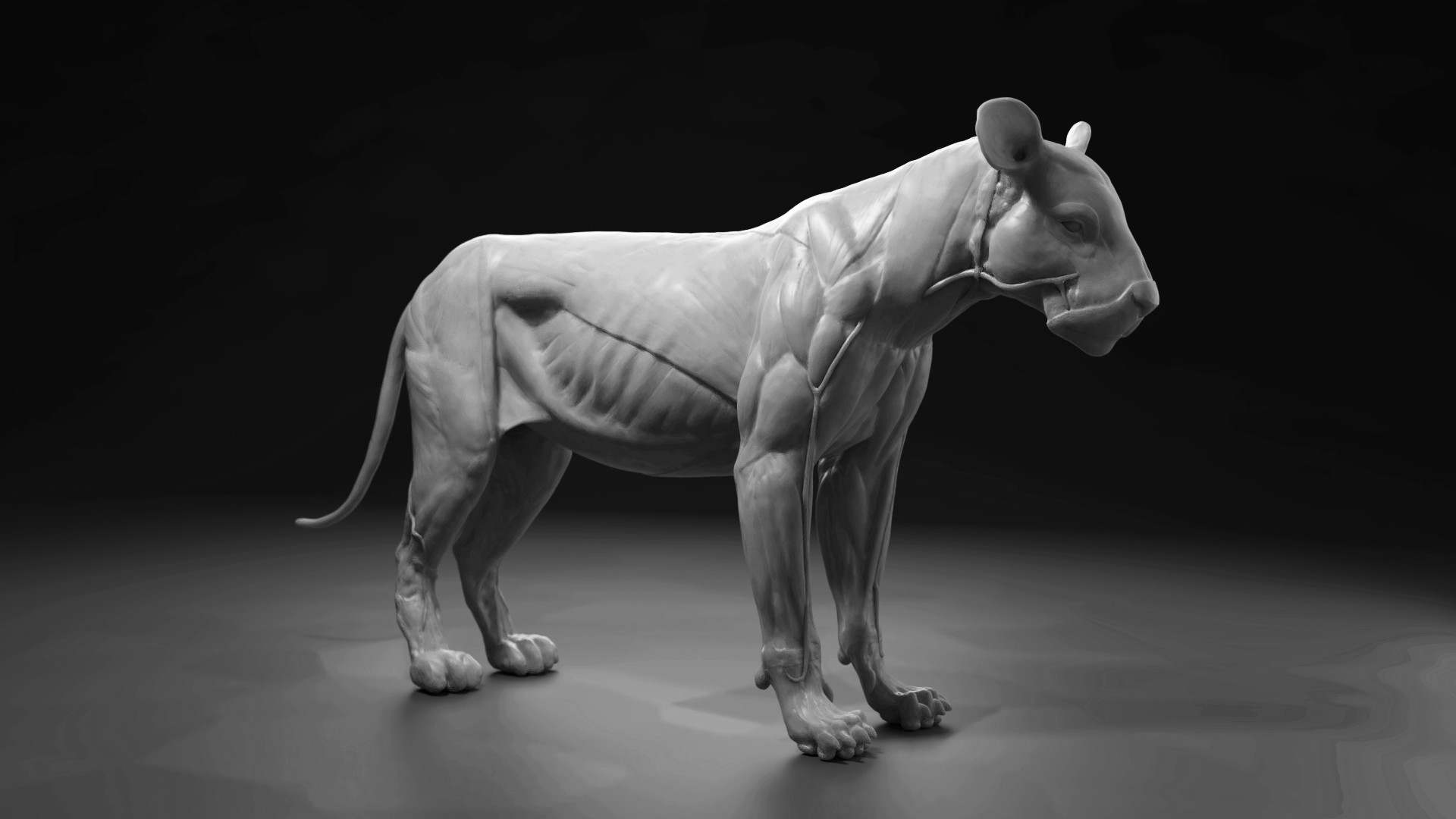 Artstation Lioness Anatomy Study Wip Jan Strba