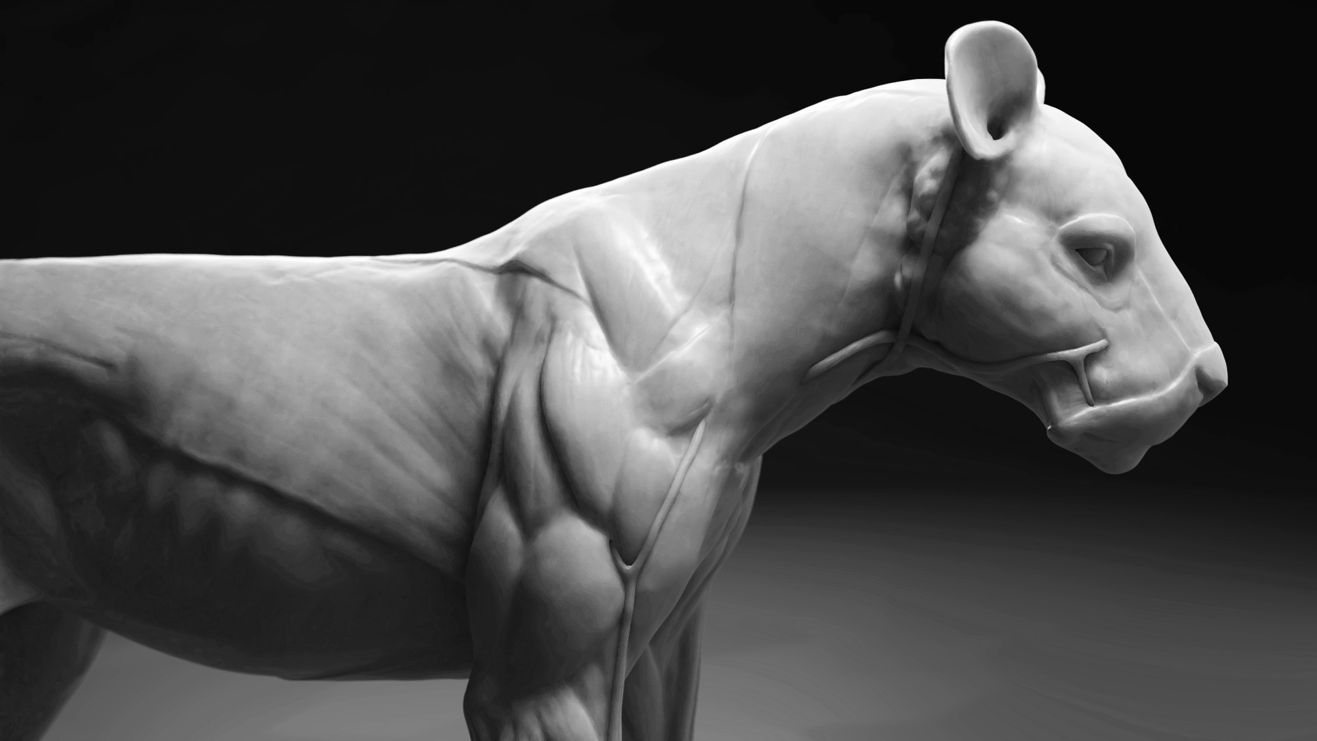 Jan Strba Lioness Anatomy Study Wip