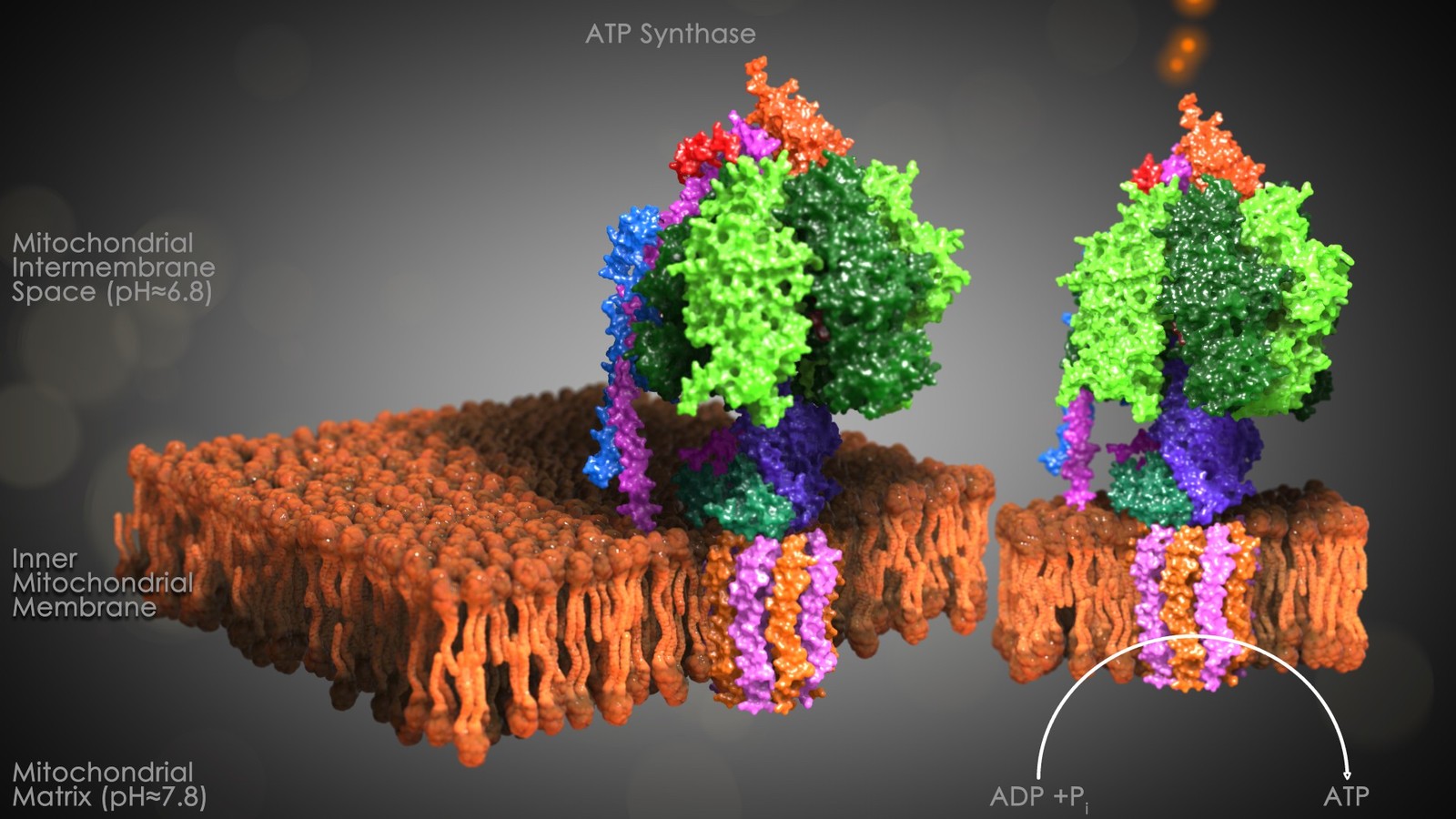Mitochondrial ATP Synthase