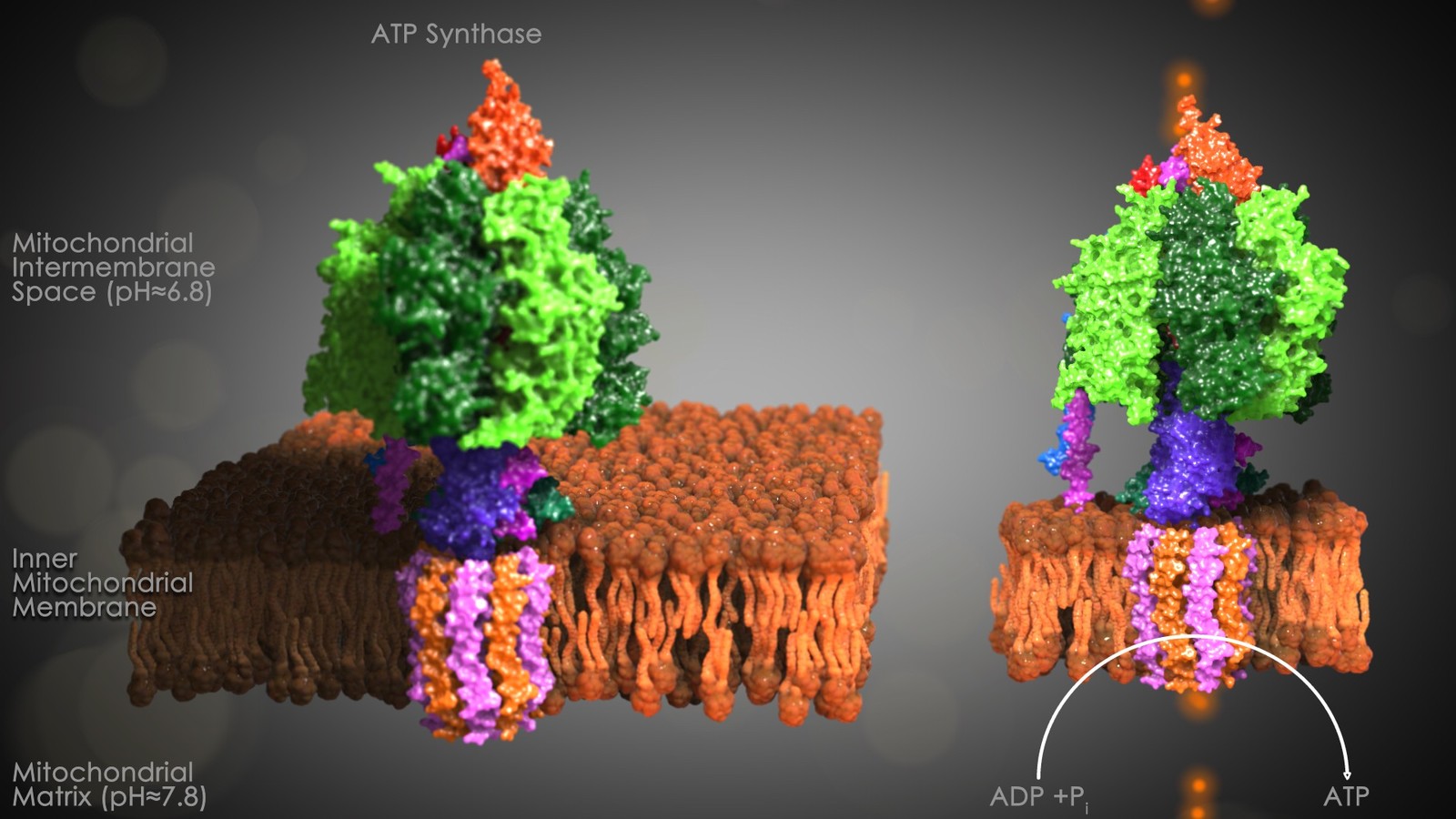 Mitochondrial ATP Synthase