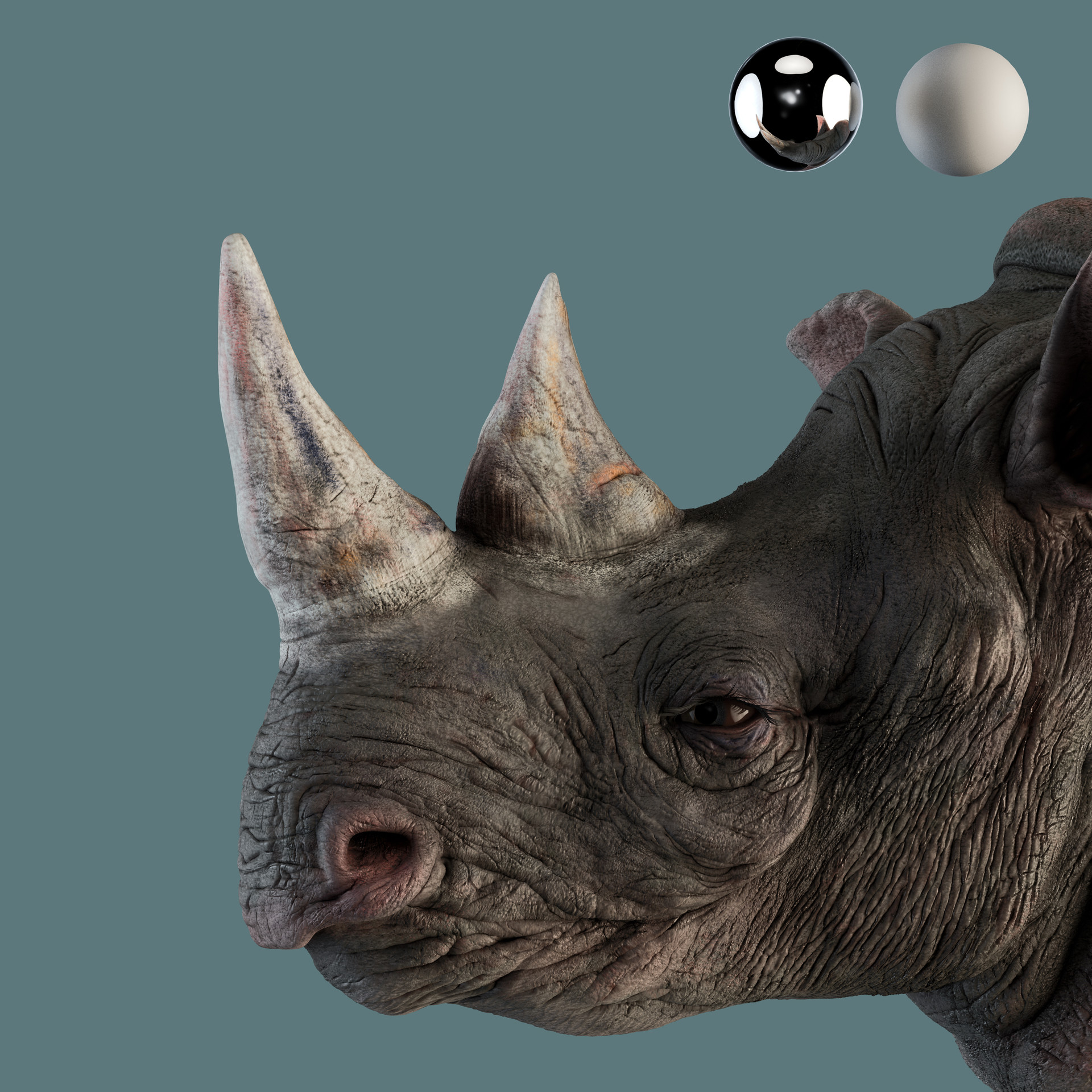 Portrait Of White Rhino With Huge Horn Stock Photo - Download Image Now -  Rhinoceros, Poaching - Animal Welfare, Animals In The Wild - iStock, image size:1920x1920