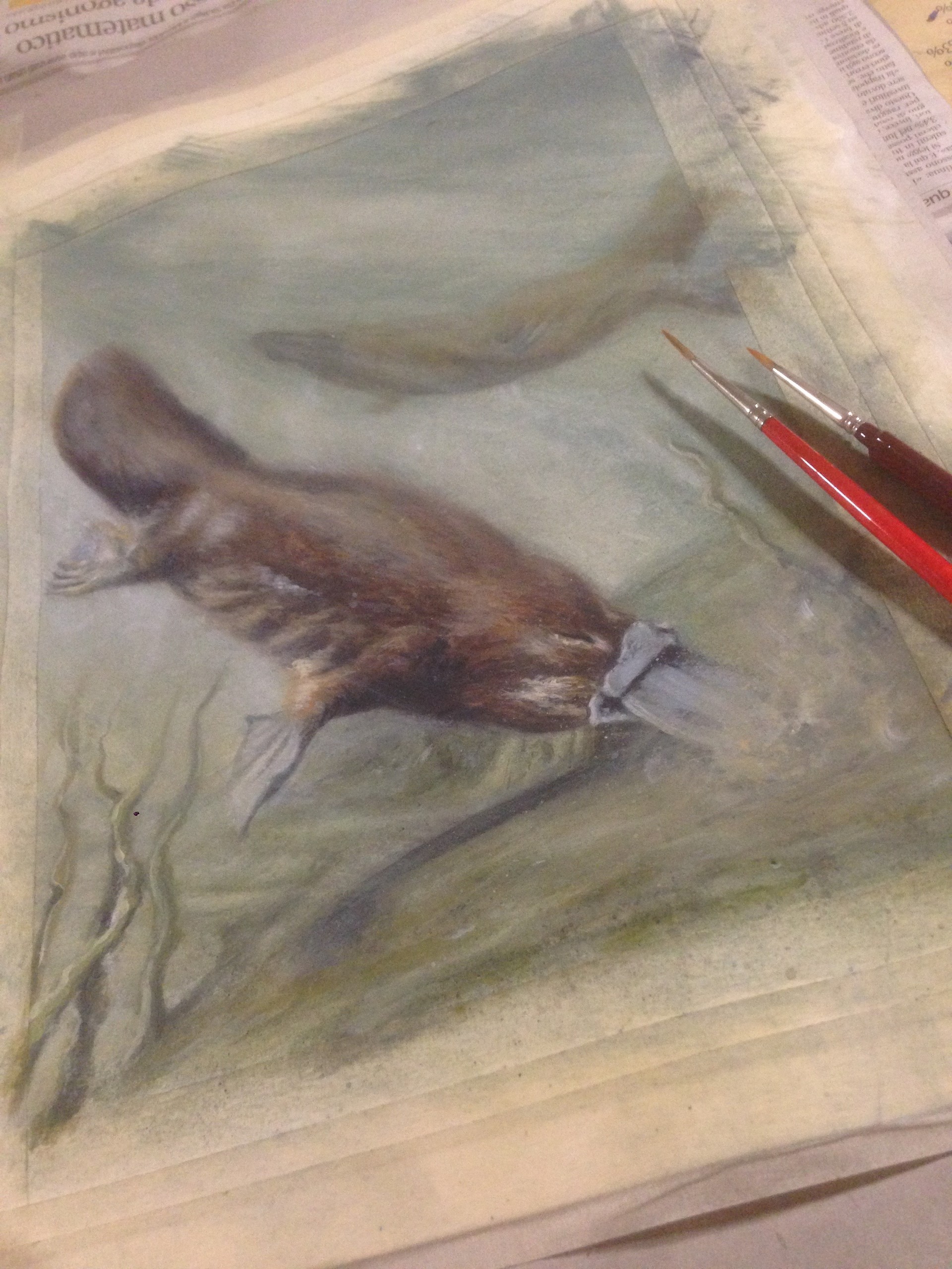 Artstation The Platypus Naturalist Illustration Luca Lonardi Why start with pencil sketches? naturalist illustration luca lonardi