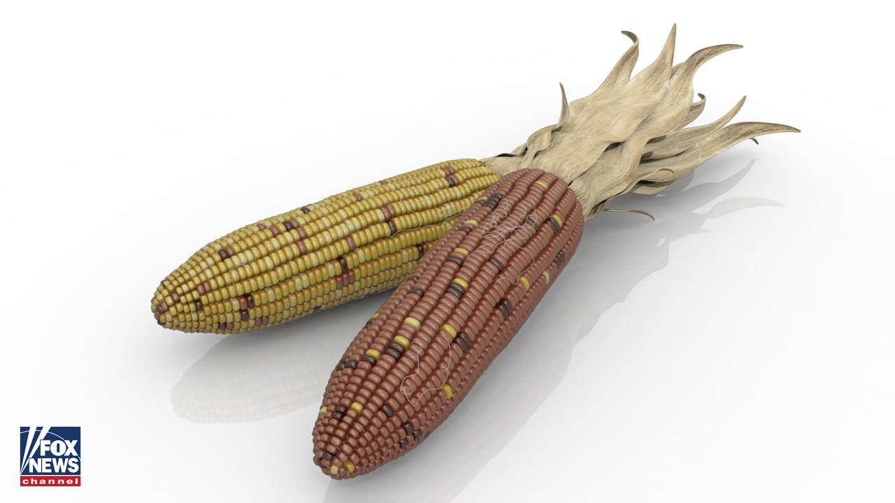 Holiday Corn (Maya) 
©FOX NEWS CHANNEL