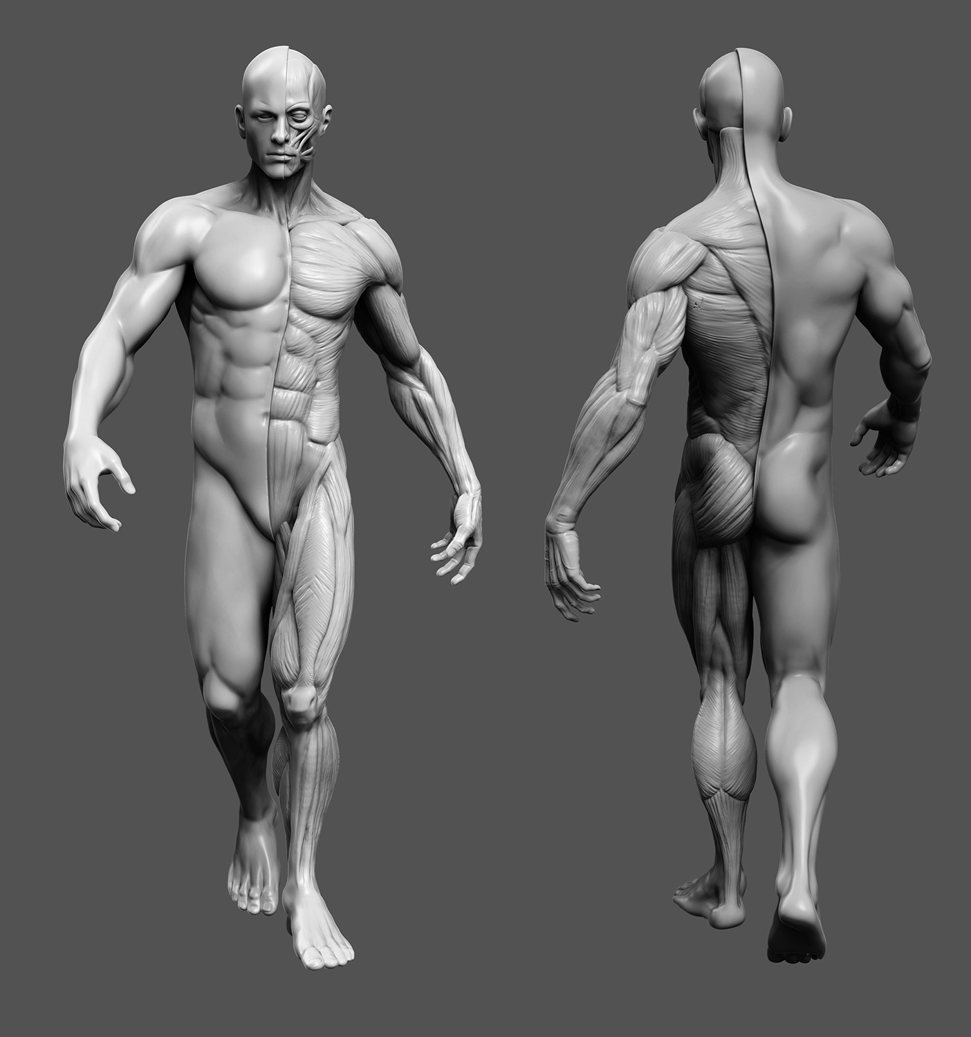 Референс человека. Анатомия тела мужчины референс. Анатомия человека мышцы референс. Мужчина анатомия референс. Тело анатомия референс муж.